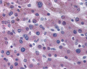 F7 Antibody