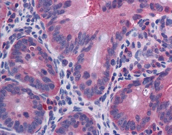 IL-10 Antibody [JES5-2A5]