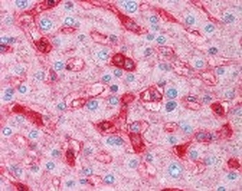 B2M Antibody