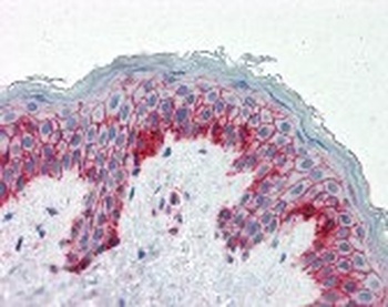B2M Antibody