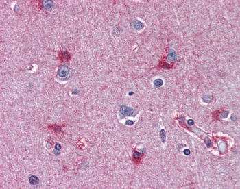 MAT2A Antibody
