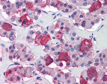 POMC Antibody