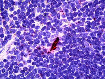 EBI3 Antibody [DNT27]