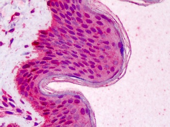 RAD51 Antibody
