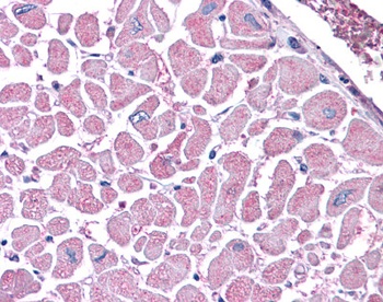 KIF5B Antibody