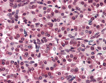 GPC4 Antibody