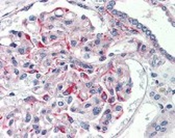 JAG1 Antibody