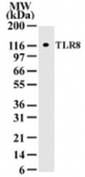 TLR8 Antibody