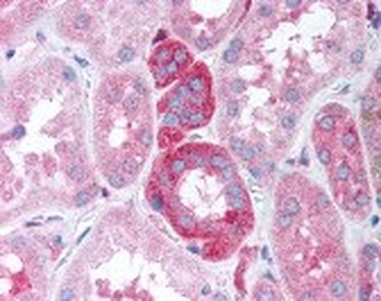 GNB5 Antibody