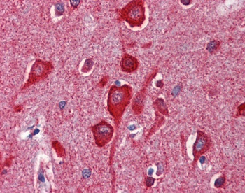 CYCS Antibody