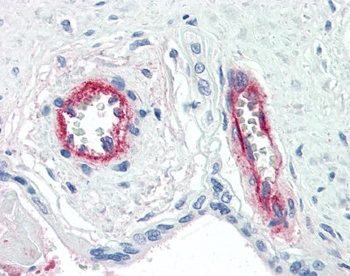 F8 Antibody