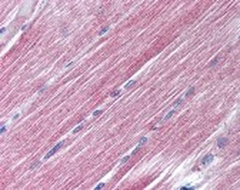 RAB7A Antibody