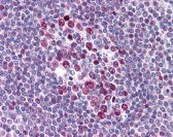 XPO1 Antibody