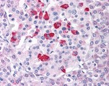 BACE1 Antibody