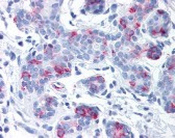WNT8A Antibody