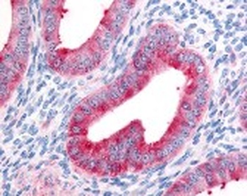 FAP Antibody