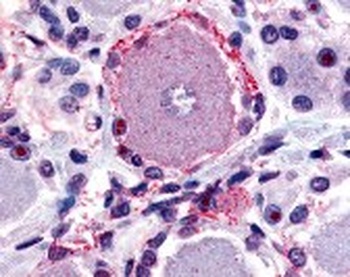 MRGPRX2 Antibody
