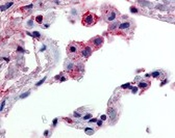 FFAR2 Antibody