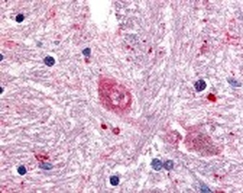 GPR88 Antibody