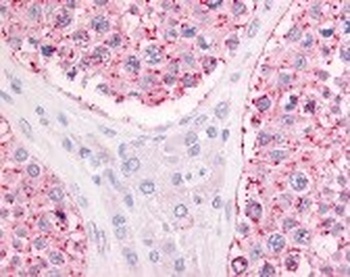 GPR68 Antibody
