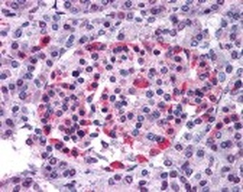 HCAR1 Antibody