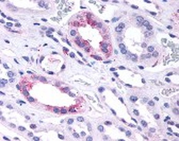 GPR146 Antibody