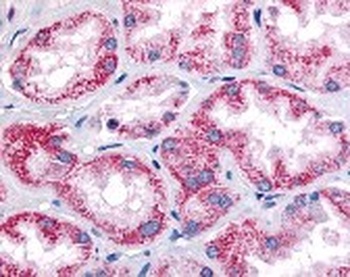 OXGR1 Antibody