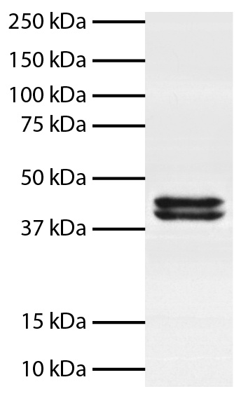 Biotin Antibody [SB58c] (HRP)