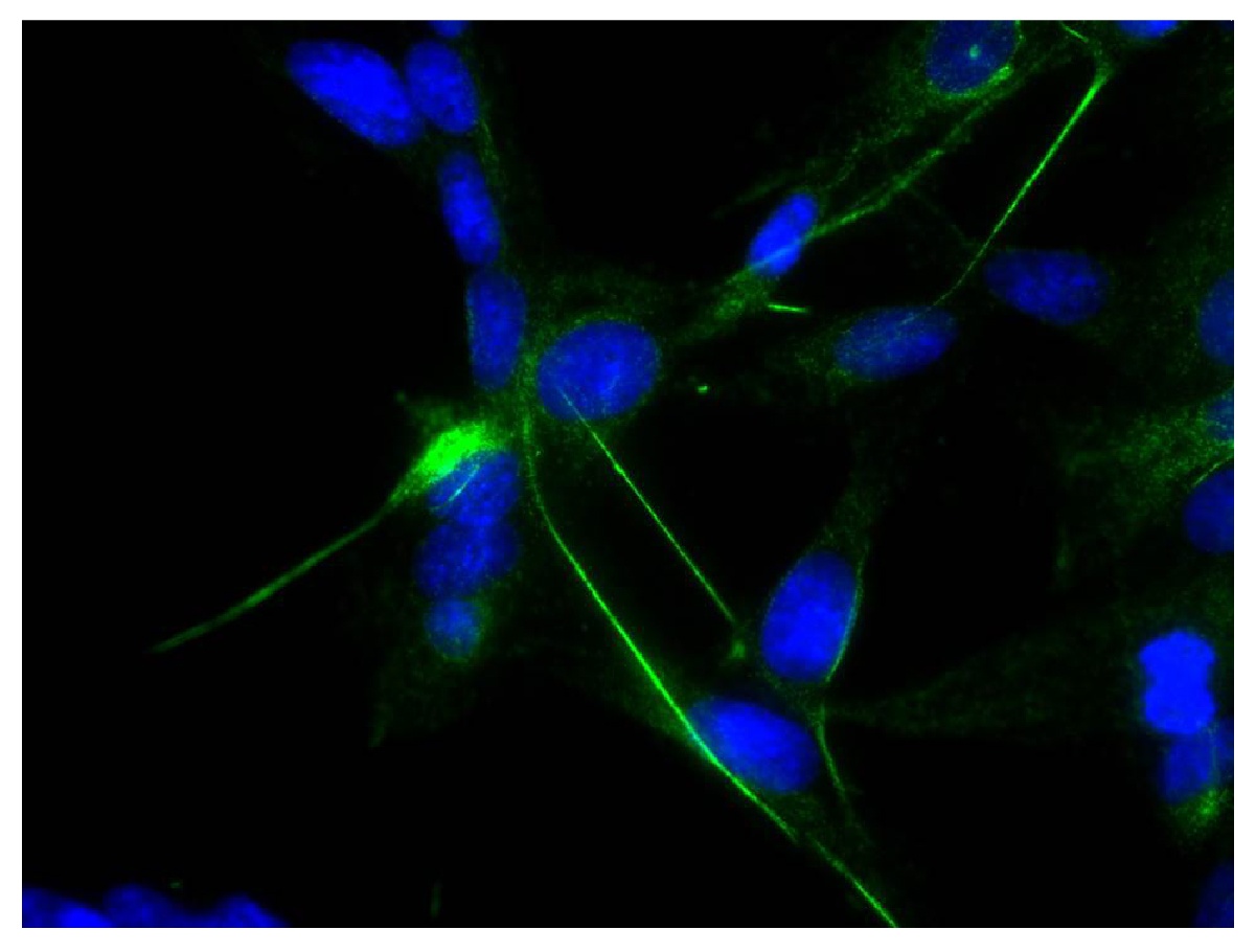 GFAP Antibody