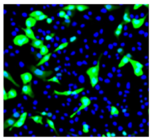 Influenza A, Nucleoprotein Antibody [FluA-NP 4F1]