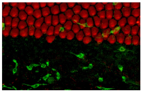 Monocyte/Macrophage Antibody [KUL01]