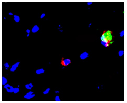 Monocyte/Macrophage Antibody [KUL01]