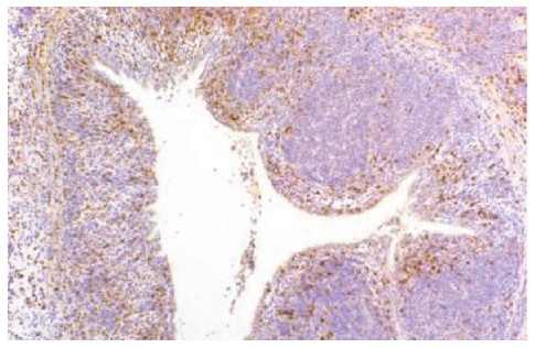 Monocyte/Macrophage Antibody [KUL01]