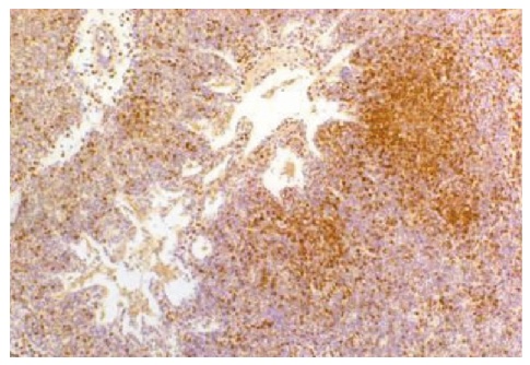 Monocyte/Macrophage Antibody [KUL01]