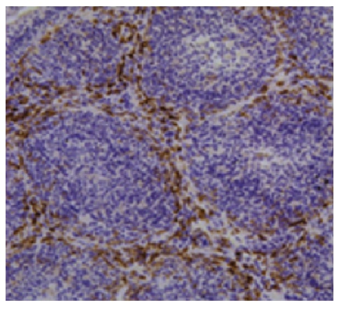 Monocyte/Macrophage Antibody [KUL01]
