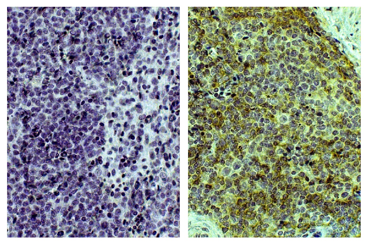 Bu-1 Antibody [AV20]