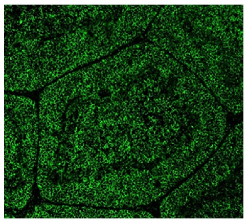Bu-1 Antibody [AV20]