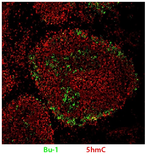 Bu-1 Antibody [AV20]