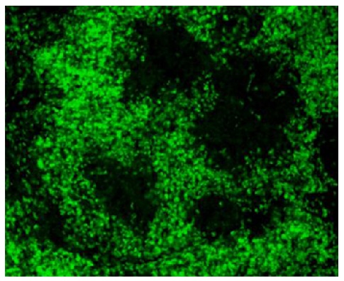 CD3D Antibody (FITC)