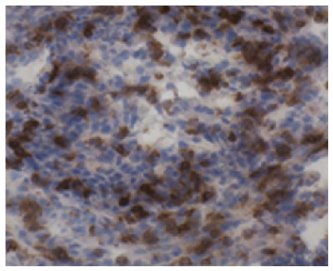 CD3 Antibody [CT-3]