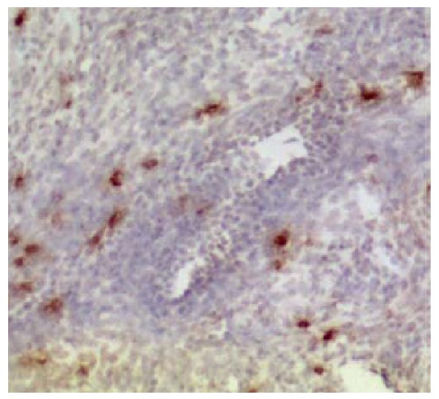 CD3D Antibody