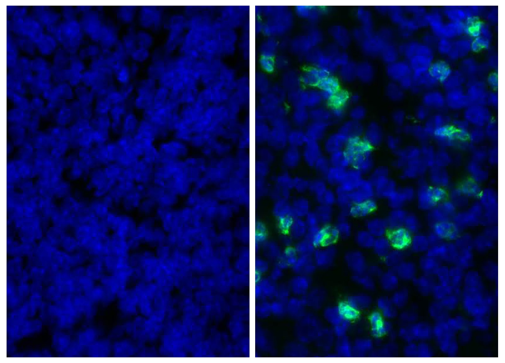 Ly6g Antibody