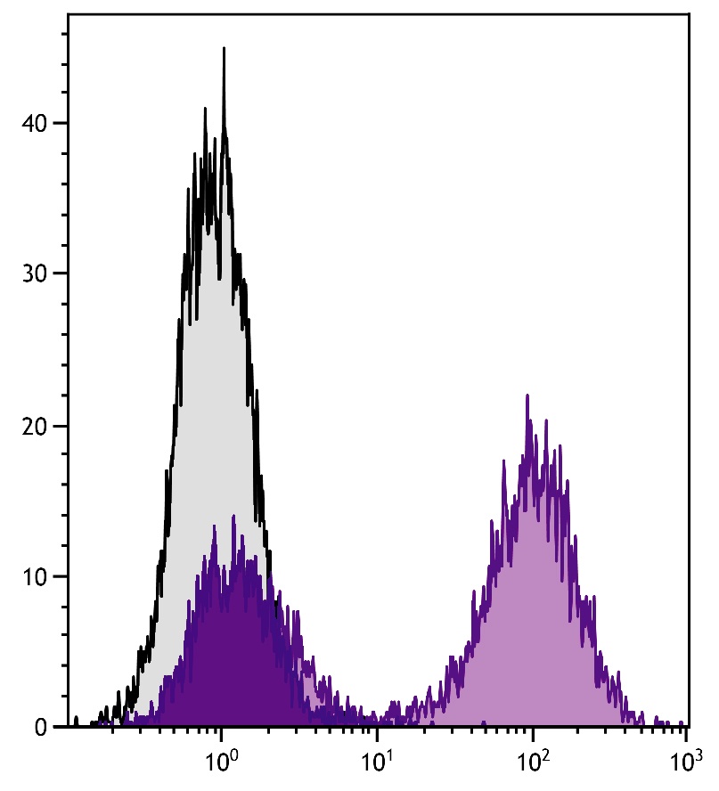 H2-Aa Antibody