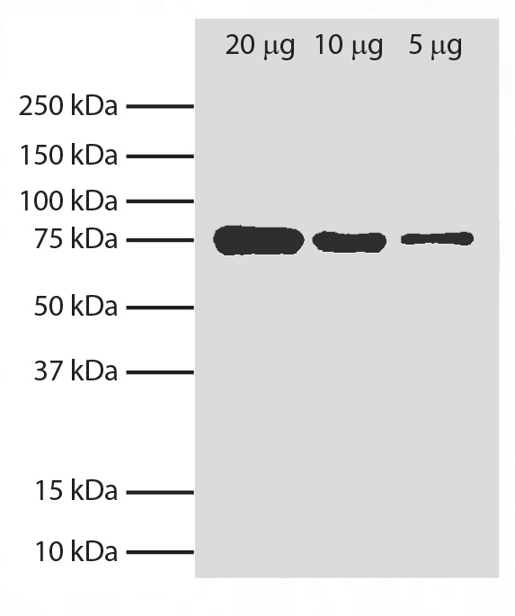 Fcer2a Antibody