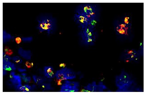 CD11b Antibody [3A33] (FITC)