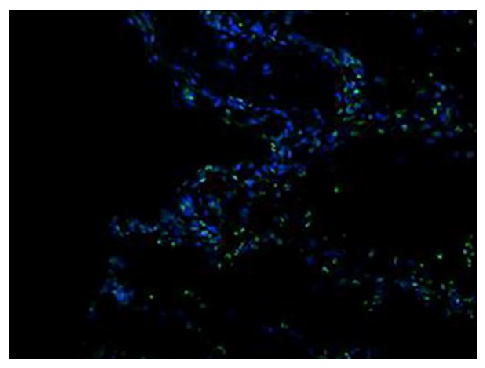 CD11b Antibody [3A33] (FITC)