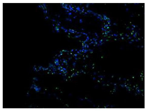 Itgam Antibody (FITC)