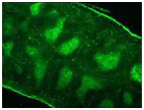 Cd3e Antibody (FITC)