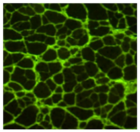 Type V Collagen Antibody