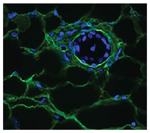 Type V Collagen Antibody